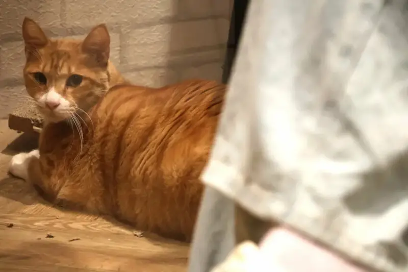 Hour Jungle Café台南中山館 (17).JPG