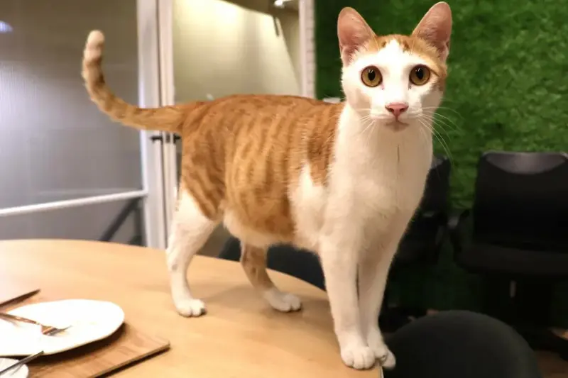 Hour Jungle Café台南中山館 (1).JPG