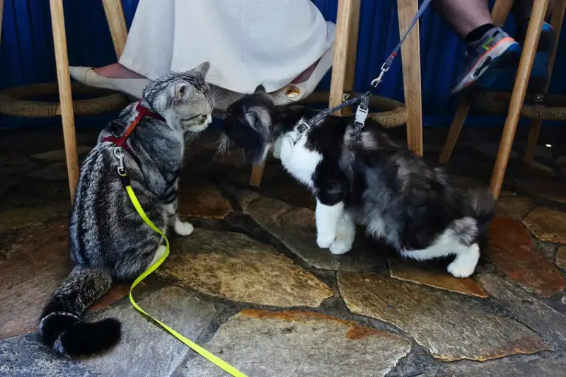 日月潭景觀餐廳推薦，眺Tiao，水社碼頭咖啡廳，270度湖景