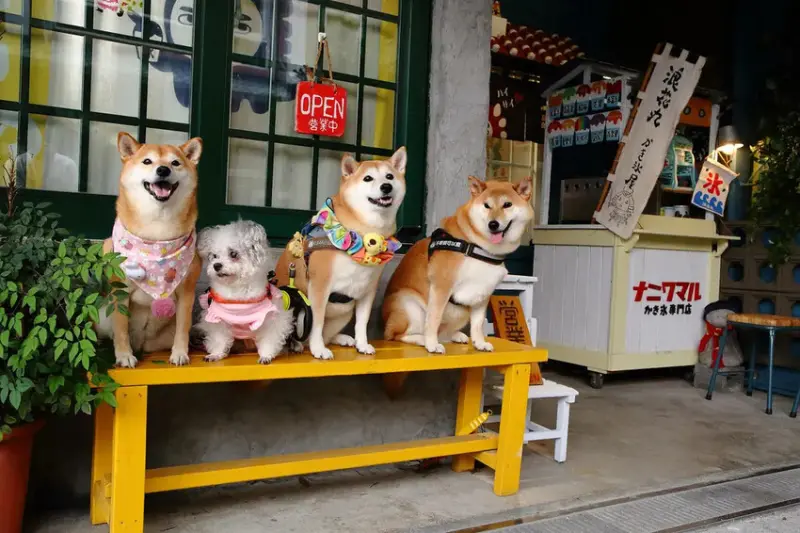 浪花丸かき氷 宜蘭本店，招牌彩色小熊刨冰和藍色富士山冰，可愛