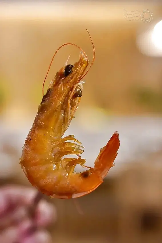 夯尼夯牛排中壢店:椒鹽蝦