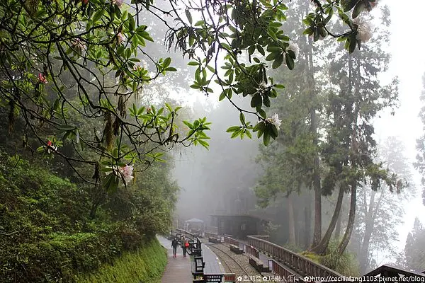 【嘉義。番路鄉】別懷疑，這裡才是貨真價實的人間仙境啊~阿里山神木群棧道