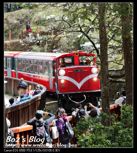 嘉義.阿里山-2013阿里山櫻花季開跑囉(20130311花況)