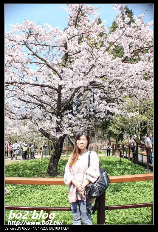 嘉義.阿里山-2014阿里山櫻王盛開ing(20140319花況)