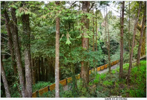 ｜嘉義‧阿里山｜2014年阿里山櫻花季*上山賞櫻囉