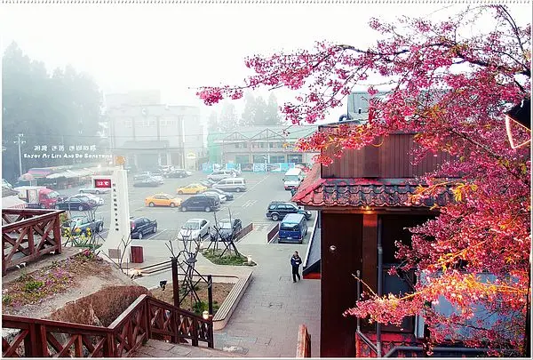 |嘉義.阿里山|賞櫻之旅