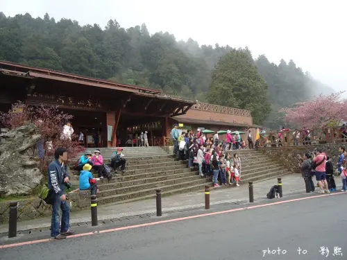 【嘉義。阿里山】 阿里山國家風景區-2015櫻花季