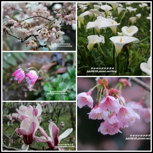 嘉義。2017阿里山櫻花季。雨中漫步阿里山