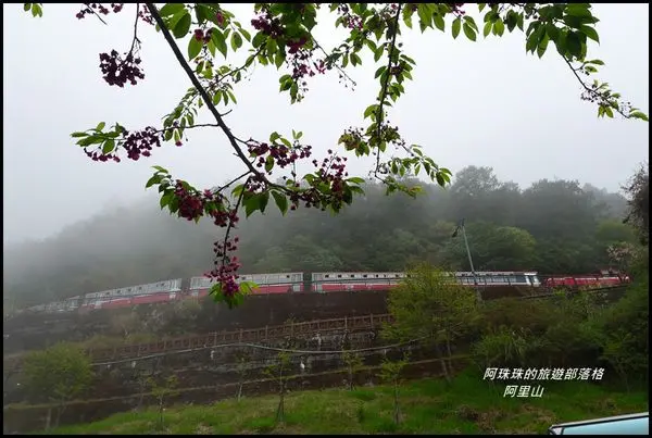 嘉義。煙雨濛濛阿里山賞櫻行