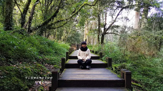 阿里山國家森林遊樂區。巨木群步棧道。沉醉在森林懷抱