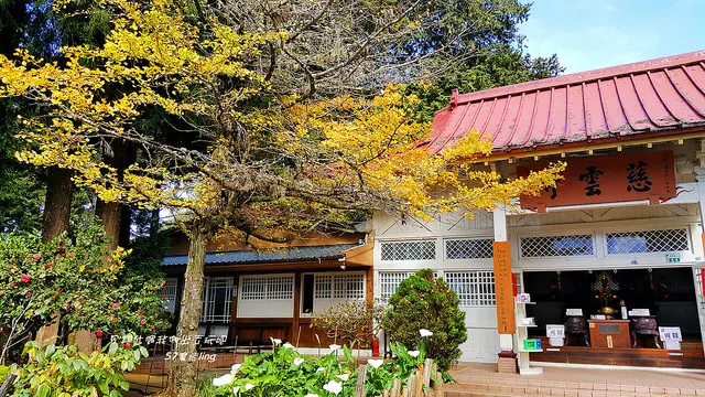 阿里山國家森林遊樂園區-慈雲禪寺銀杏風采-季節限定