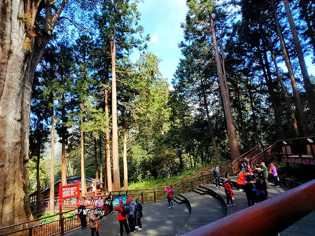 阿里山國家森林遊樂區。香林神木。滿滿芬多精令人心曠神怡