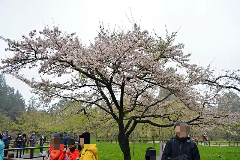 [嘉義阿里山]阿里山賞櫻~一睹櫻王風采~