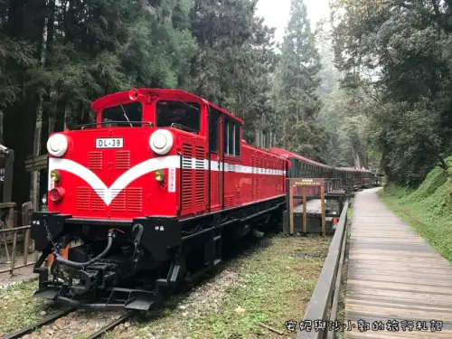 【阿里山怎麼玩】來去阿里山享受森林浴  體驗小火車漫遊阿里山神木站  賞千年神木群