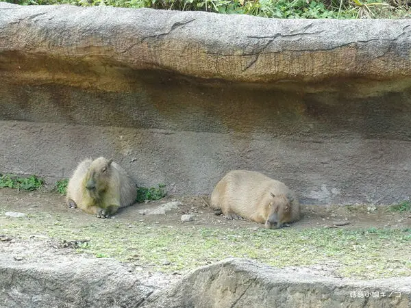 文湖線-動物園站-第一次的貓纜體驗!!來去貓空喝茶放空~龍門客棧~