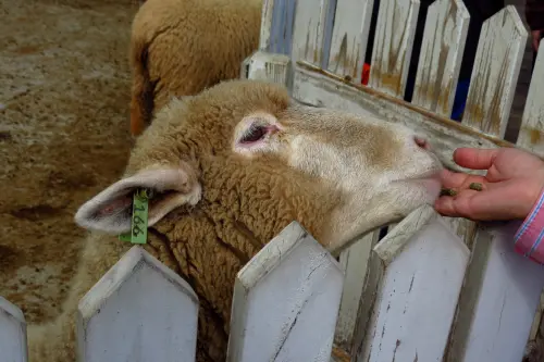 【遊】與羊共舞 - 青青草原