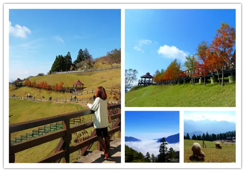 ◎【合歡山 & 青青草原】冬季限定～雲海＋金黃落雨松 之台版異國風！