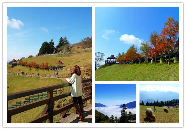 ◎【合歡山 & 青青草原】冬季限定～雲海＋金黃落雨松 之台版異國風！