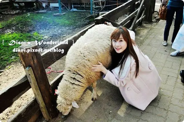 【南投】充滿美景綿羊大自然，清境青青草原真的好好玩❤