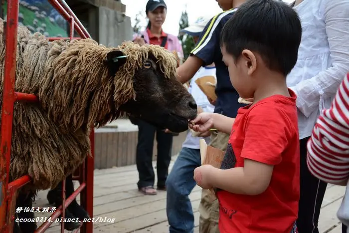 【清境農場】小恩仔開心餵羊咩咩♥青青草原餵羊樂♥