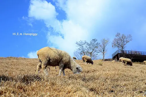 【旅遊。豚】南投清境農場，冬天也美得令人醉心（民宿推薦，文末附門票、交通資訊和地圖）