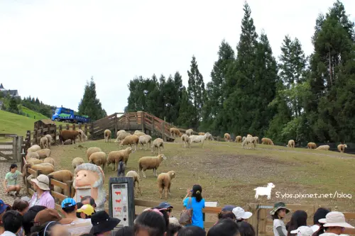 ＜清境＞ 走，一起去泡咩～