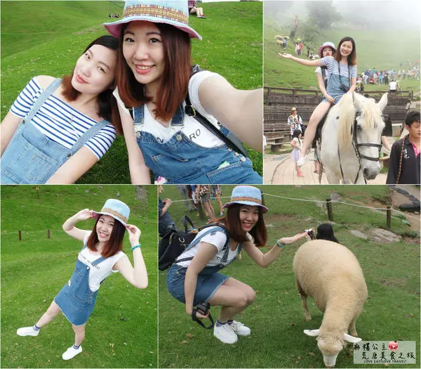 清境旅遊▌天啊！我在清境拍照拍瘋了♥♥到「清境農場」必看綿羊秀（清境綿羊秀時間）