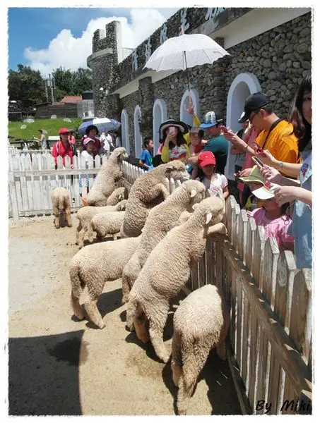 ♥♥♥『台灣南投』瘋婆團102年南投遊。看羊咩咩。By 清境農場