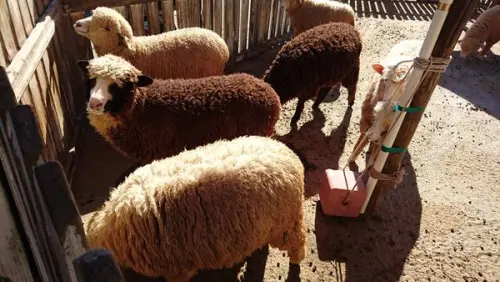 【南投】天氣越冷，就是要往越冷的地方去 清境農場