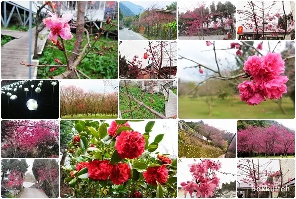 南投清境旅遊必吃必住懶人包口袋名單&賞花景點攻略&櫻花.桃花.玫瑰花