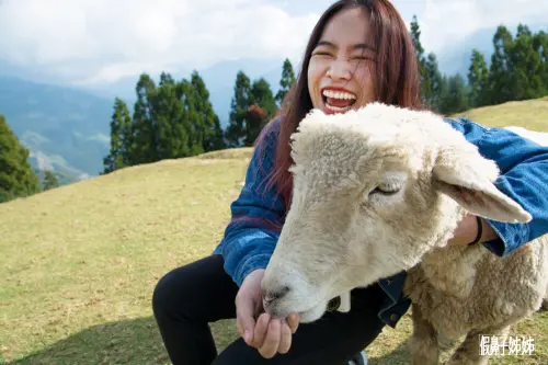 【南投】到清境農場踏青，與羊共舞的一天