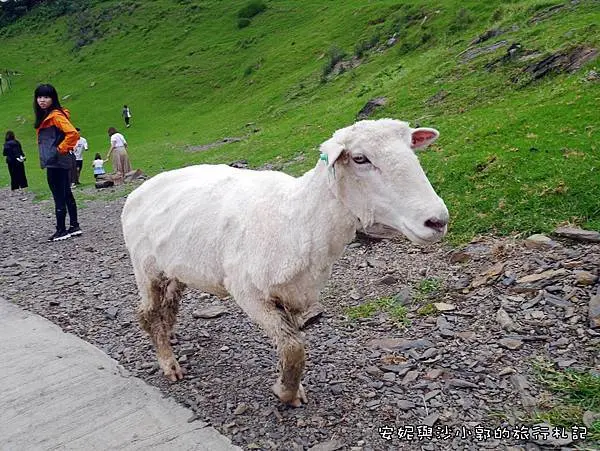 青青草原 (16).JPG