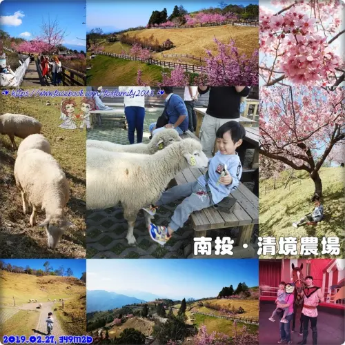 南投♥♡♥清境農場．親子出遊好地方 看綿羊、餵綿羊、欣賞馬術秀，巧遇櫻花滿開綻放
