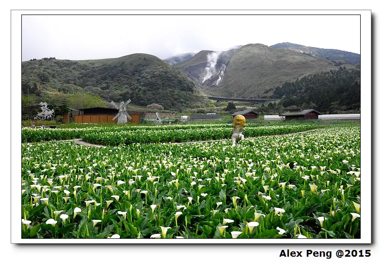 台北市-陽明山竹子湖賞海芋+青菜園