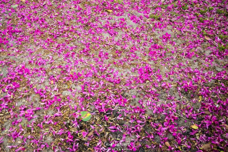 Miaoli｜苗栗‧南庄｜南庄老街、桂花巷一日遊，還要享用道地的客家美食