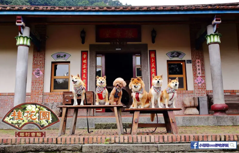【食。南庄】桂花園鄉村會館〜三合院古厝品嘗客家桂花大餐，懷舊古早味餐館，彷彿回到童年生活！