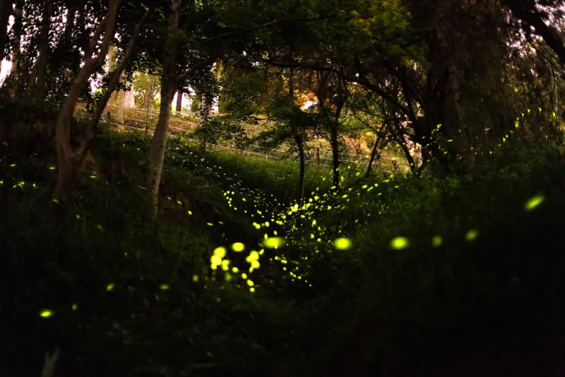 |攝|桐花 螢光 東勢林場