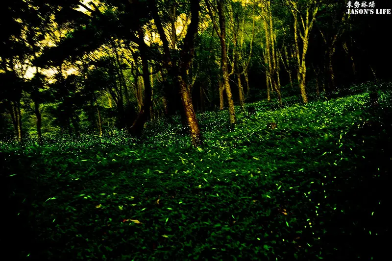 【台中│景點】繁星點點，綠光銀河登場，螢火蟲出沒地點及攝影攻略。東勢林場(104.04.09)