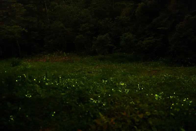 ◈台中◈ⓜ東勢林場賞螢ⓜ