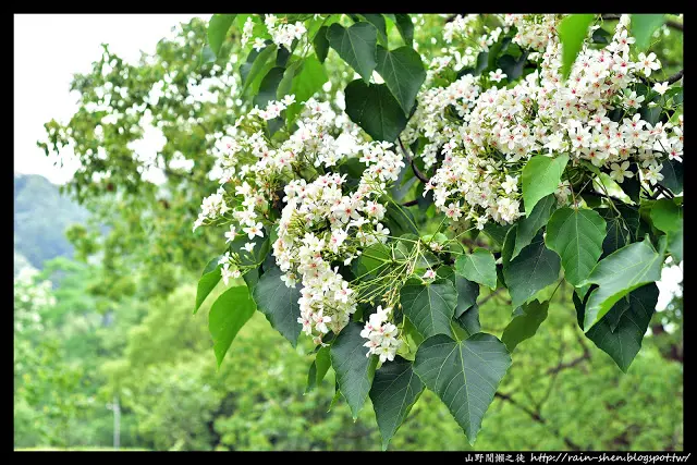 
【台中】東勢．東勢林場．螢火蟲
