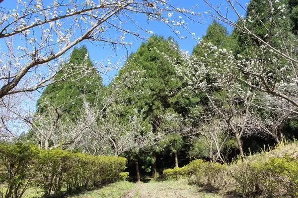 [新年出遊] 台中東勢林場 & 嘉義高跟鞋教堂 & 好美里3D彩繪村 踩點去~~