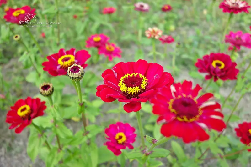 過年來去美濃花海+自己採橙蜜香牛奶番茄+到熱情的南部避冬吧！休耕時改種美麗花朵