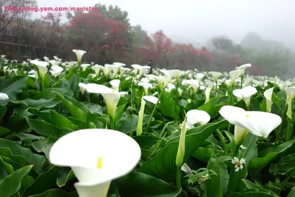 『陽明山』♥苗榜♥滿滿海芋的景觀餐廳 