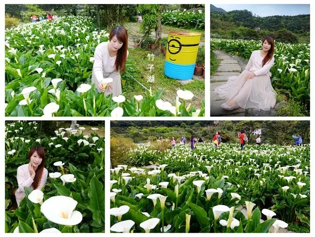 2018竹子湖海芋季 ▶ 苗榜海芋園・花園餐廳▶ 賞海芋・吃土雞・身陷白色花海裡 當幸福來相芋 活動資訊・交通資訊・海芋花況
