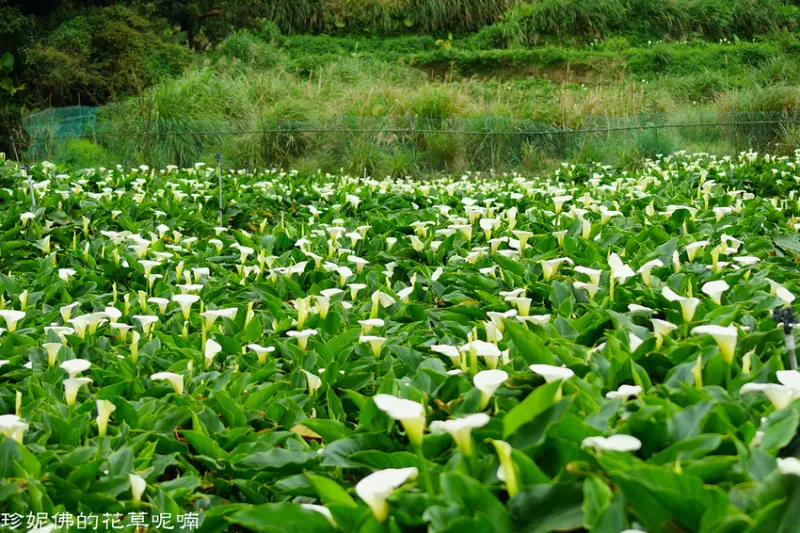【台北-北投區】2019竹子湖海芋季「數數海芋」3/29-4/28：苗榜海芋花園餐廳