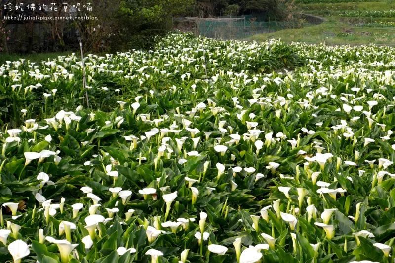 【台北-北投區】2015竹子湖海芋季║苗榜海芋園用餐賞花