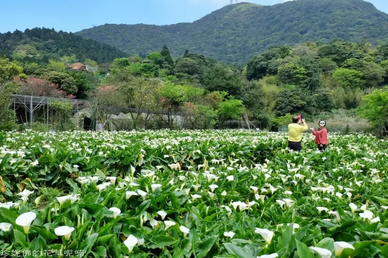 【台北-北投區】2021竹子湖海芋季｜苗榜海芋園花園餐廳用餐&賞花