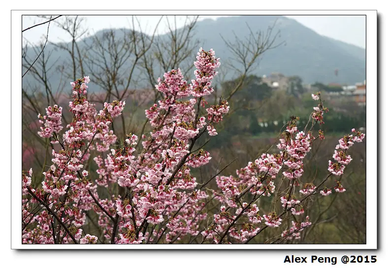 台北市-陽明山-平菁街42巷 賞櫻+士林-三福排骨