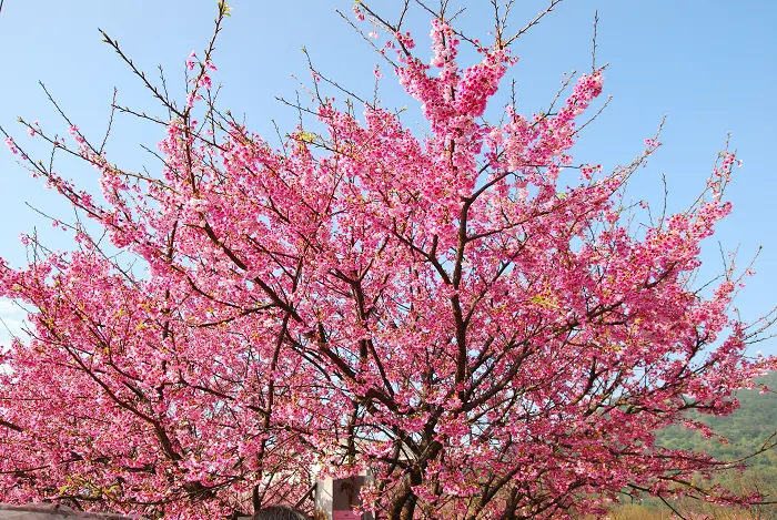 平等里賞櫻