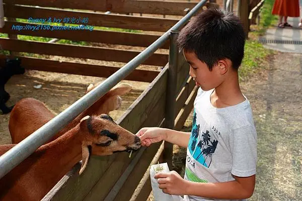 【苗栗通霄旅遊】親子同遊玩農場不無聊，有小動物可餵食、體驗擠牛奶、觀賞趕鴨秀，還能大草原翻滾